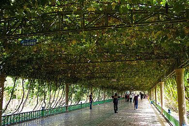 多邻国扩展数学和音乐课程：用游戏方式推动高效学习